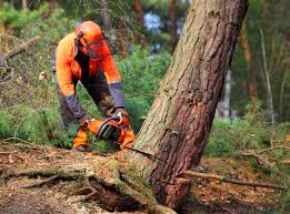 Best Tree Risk Assessment  in Alva, OK