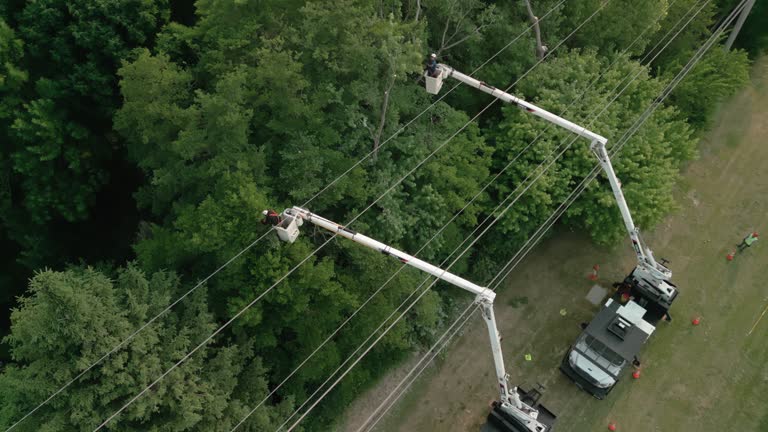 Best Storm Damage Tree Cleanup  in Alva, OK