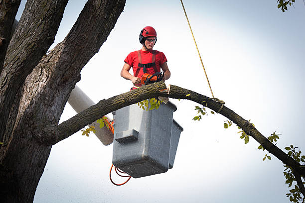 Best Palm Tree Trimming  in Alva, OK