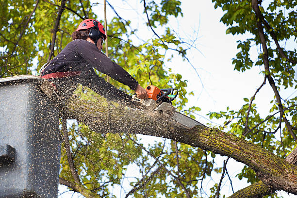 Best Root Management and Removal  in Alva, OK